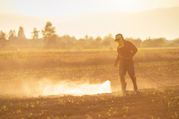 Asian farmer working in the field and spraying chemical or fertilizer to young green corn field