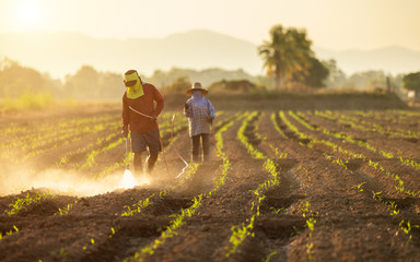 Asian farmer working in the field and spraying chemical or fertilizer to young green corn field