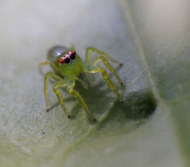 Green Jumping Spider, Female