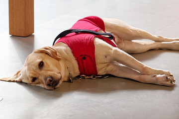 Guide dog in red dog clothes lying on ground and looking at camera friendly, Labrador retriever is...