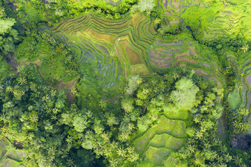 View from above, stunning aerial view of the Tegalalang rice terrace fields during sunrise. Tegalalang rice fields are a series of rice paddies located close to Ubud, in the centre of Bali, Indonesia.