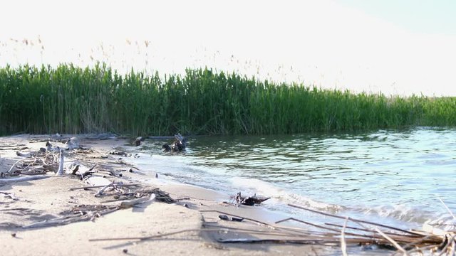 beach's grass showing sea coast, dunes and pine forest