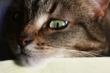 portrait of a cat close-up with an expressive look