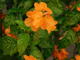 flores color naranja cola de camarón