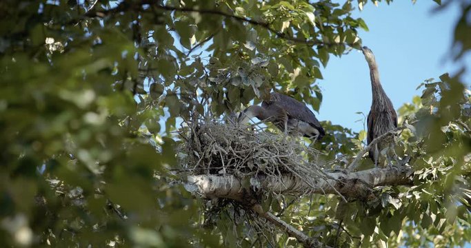 Baby Blue Heron in Tree with Long Neck Looking Around