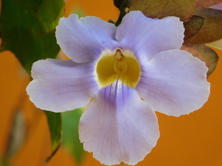 Flor de color lila 