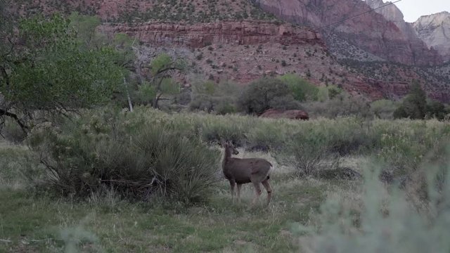 Mule deer doe watching out for dangers in Zion National Park, Utah