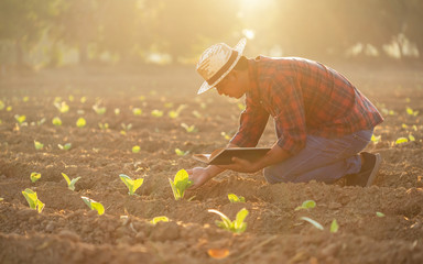 Asian young farmer or academic working in the field of tobacco tree