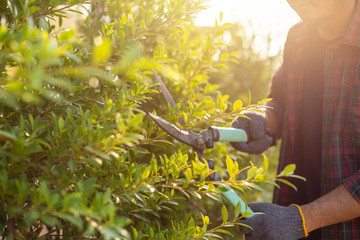 People cutting a hedge in the garden. Home and garden decoration concept