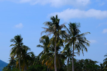 Fototapeta na wymiar Tropical Palm Trees with a Clear Blue Sky Background in Thailand