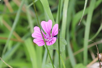 Fototapeta premium purple flower in the green grass