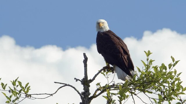 Close Up American Icon Bald Eagle in Tree Looking at Camera