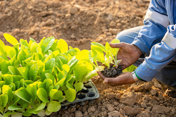 Thai agriculturist planting the young of green tobacco in the field at northern of Thailand