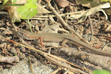 lizard on a rock