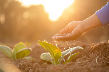Hand giving water to young tobacco tree at the field in sunrise or sunset time. Growth plant concept