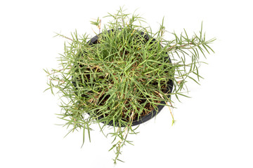 Top view green Bermuda grass, lawn grass or wire grass in pot isolated on white