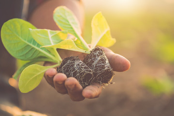 Thai agriculturist planting the young of green tobacco in the field at northern of Thailand