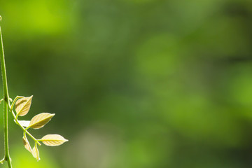 the leaf close-up in nature, leaf pattern