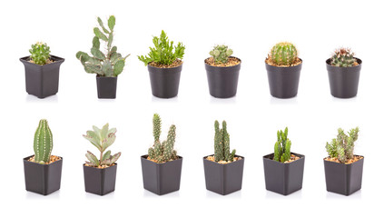 Ensemble de mini cactus dans un pot de plantation en plastique noir isolé sur blanc