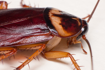 Macro of cockroach, cockroach close up
