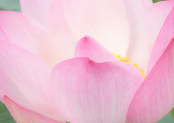 The pink lotus flower in nature background, flower and leaf texture