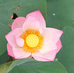 The pink lotus flower in nature background, flower and leaf texture