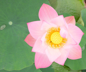 The pink lotus flower in nature background, flower and leaf texture