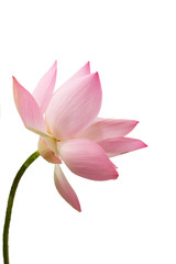 Fototapeta na wymiar The pink lotus flower in nature background, flower and leaf texture