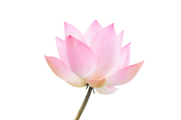 The pink lotus flower in nature background, flower and leaf texture