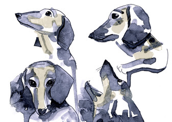 Dachshund. Sketch. Drawn in gouache and black ink.