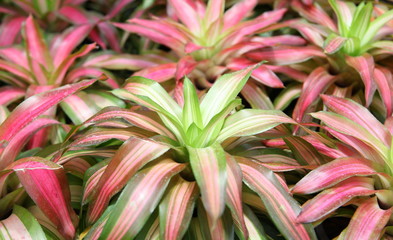 flowers guzmania beautiful green leaves 