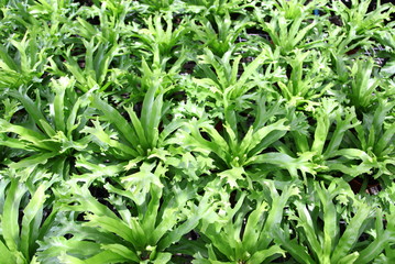 Climbing Bird of nest fern  background