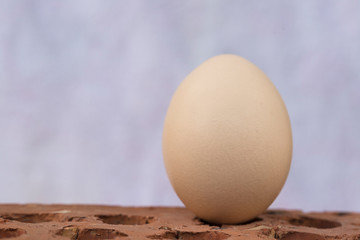 An egg on a white background