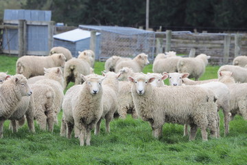 Sheep farm in New Zealand