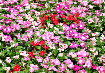 Periwinkle flowers in garden 