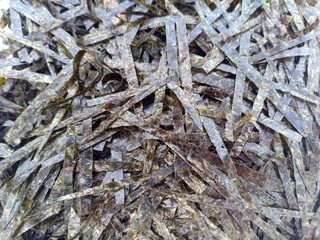 texture of bark