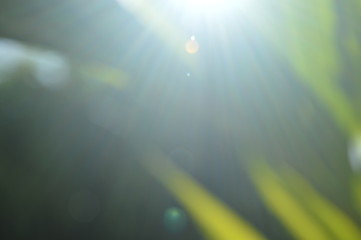 The bokeh of the sunlight that shines through the leaves