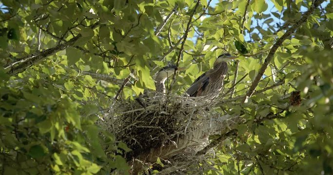 Goofy Blue Heron Babies with Fluffy Feathers in Nest