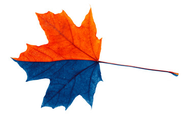 Red blue maple leaf on a white background.