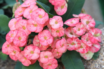 Poi Sian flowers blooming in garden