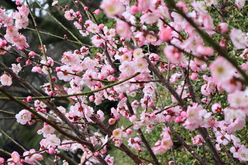 梅の花
