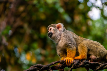 Squirrel monkey sitting on a tree trunk