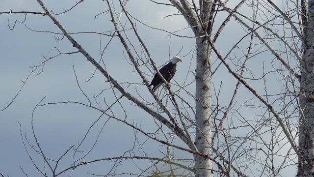 Slow Zoom to American Bald Eagle Resting on Tree Branch