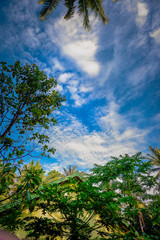 Obraz premium trees and sky