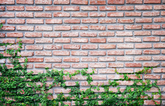Old brick wall with creeping fig plant or green colorful ficus pumila growing on old background © Amphawan