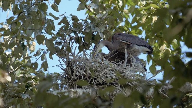 Slow Zoom to Baby Blue Heron Chicks in Nest Eating