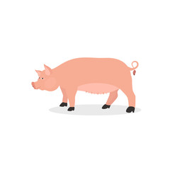 Illustration of a cute pig. Vector isolated farm animal in cartoon style for your design. Illustration for cards, banner, logo.