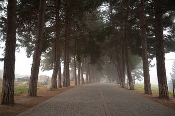 Fototapeta premium A mystical path of trees covered with fog in Ephesus, Selcuk Izmir, Turkey. The forest at ancient city of Efes. 