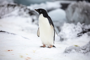 Antarctica Wildlife