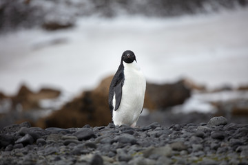 Antarctica Wildlife - 312869486